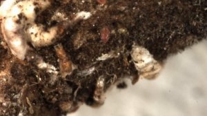 Японская палочковидная щитовка (Lopholeucaspis japonica Ckll.)