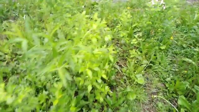 Недоурбантуризм №8 Теплотрассы и лес смотреть онлайн