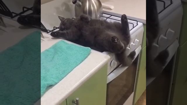 Илья Муромец лежит на печи. Современная кото-версия смотреть онлайн