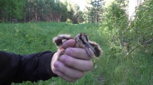 Птенец вальдшнепа. Вспугнули выводок на дороге (урочище Вековка). 5 июня 2021 года