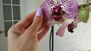 Обзор орхидеи Клеопатра Phalaenopsis Cleopatra