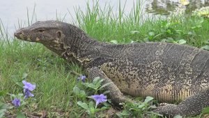 7 Бангкок - Люмпини Парк.mp4