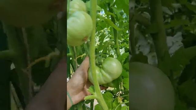 Томат Крупноплодный Уральский Гигант Красный от Уральский дачник