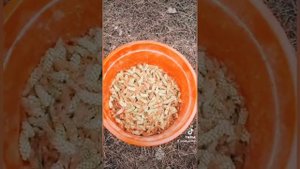 Сбор сосновых пыльников. Добываем сосновую пыльцу своими руками.