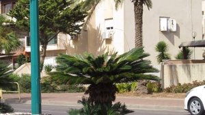 Цикас-маленькие Пальмочки!Саговая Пальма!Cycas.Кирьят-Ям.Израиль.Kiryat-Yam. Israel.