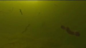 Жизнь внутри нас