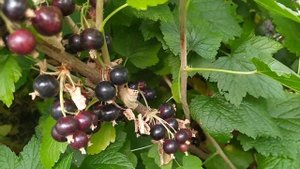 Обзор чёрной смородины БИГ БЕН крупная и сладкая