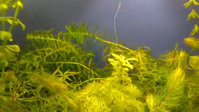 Растение в аквариуме пузыряет кислородом смотреть онлайн