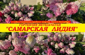 Гортензия Самарская Лидия в середине августа в С-Петербурге.