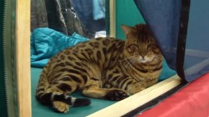 Бенгальская кошка (Бенгалы)