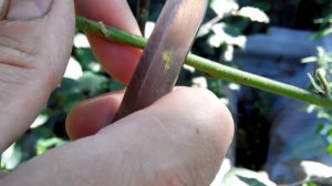 Летняя окулировка.