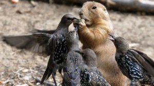 У природы много дней...