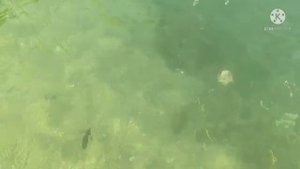 Отдых на горной реке Дим-чай. Турция. Алания.