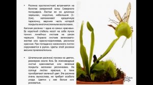 росянка комнатная