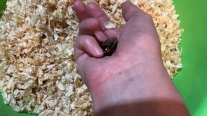 Содержание и разведение в домашних условиях тараканов Eublaberus marajoara.