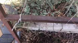 Клематис плохо цветет. ВЕСНОЙ СДЕЛАЙТЕ - ТАК !!!