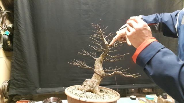 кизильник. работа над пропорциями. смотреть онлайн