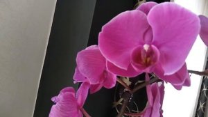 Опыление орхидеи - получилось ли?