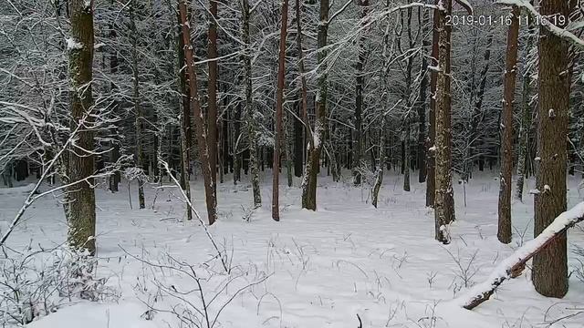 Portal Puszcza TV - transmisja na żywo - online - kamera 1