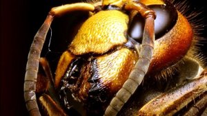 ГИГАНТСКИЕ ШЕРШНИ УБИЙЦЫ / ИНТЕРЕСНЫЕ ФАКТЫ