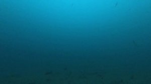 Подход наваги в Воеводе. Подводная съёмка!