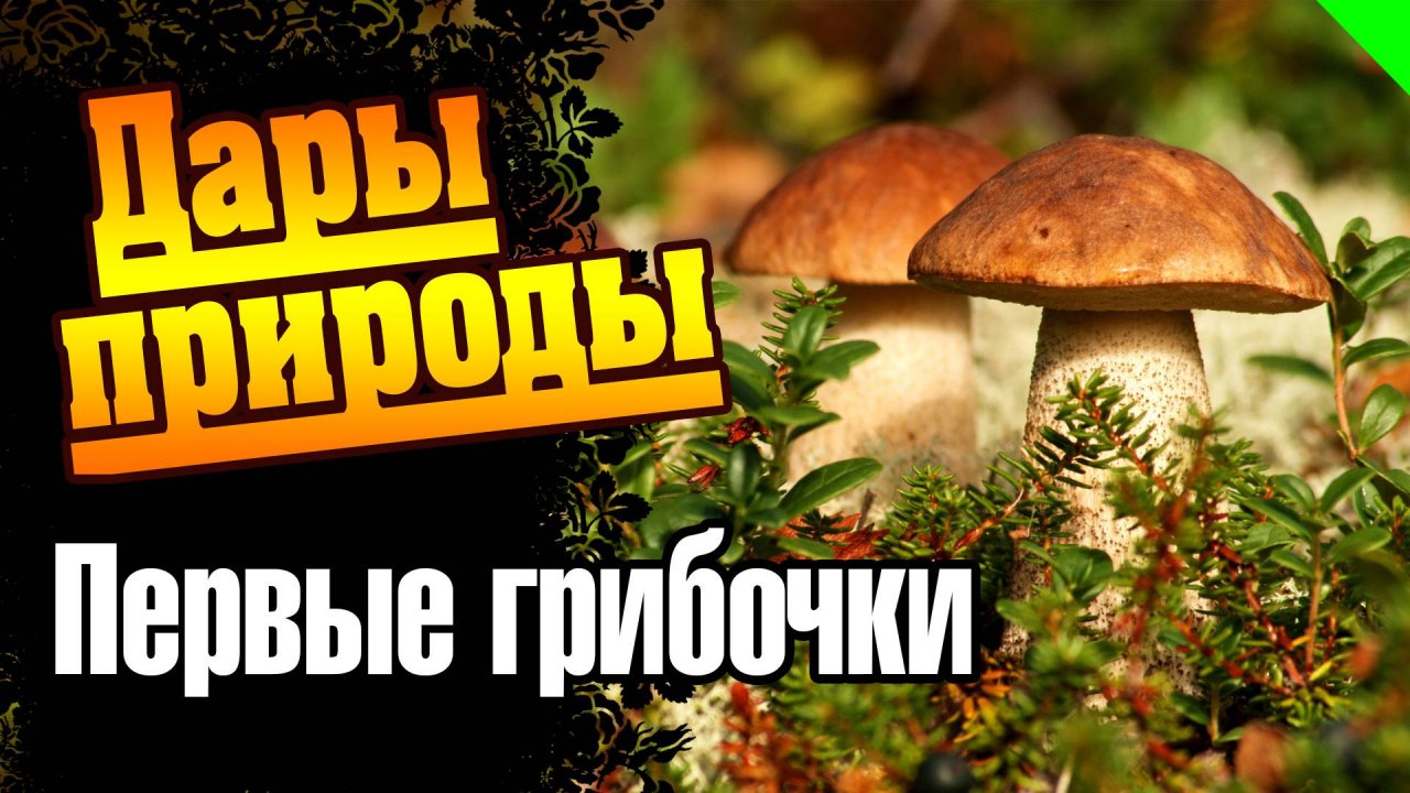 Поход за грибами. А какие грибы растут у вас? (no comment) #грибы #лес