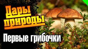 Поход за грибами. А какие грибы растут у вас? (no comment) #грибы #лес