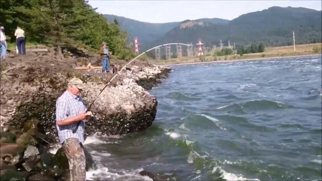 Ловля Тихоокеанской сельди на Бонневильской дамбе смотреть онлайн