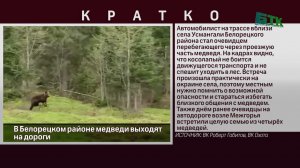 В Белорецком районе медведи выходят на дороги