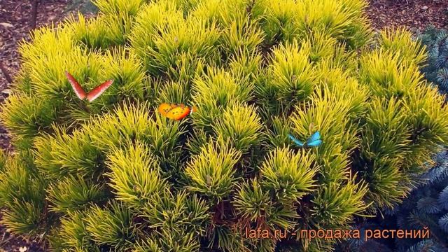Сосна горная Карстенс Винтерголд (pinus mugo) ? обзор: как сажать, саженцы сосны Карстенс Винтергол