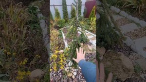 ель обыкновенная Фробург. Picea abies Frohburg. Садовый дневник. 25.10.23