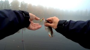 Весёлая ловля окуня на поверхностные приманки