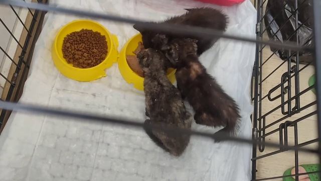 Мутаньтики. Как назвать то, что наплодили. смотреть онлайн