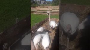 Вес индюшат  в 4 месяца