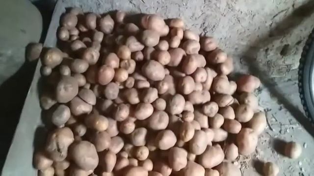 Выкопали  картофель.Урожай картошки