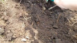 МАЛИНА ТАРУСА. ? МАЛИНОВОЕ ДЕРЕВО. ПОСАДКА.