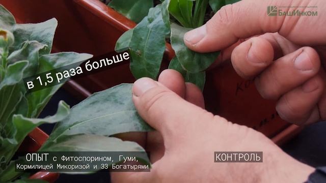 Магия АС 35 Кормилица Микориза + 33 богатыря + Гуми+ Фитоспорин смотреть онлайн