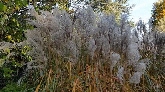 Miscanthus Sinensis 'Malepartus'