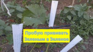 30 июня 2024 Прививаю "Зеленым в Зеленое"