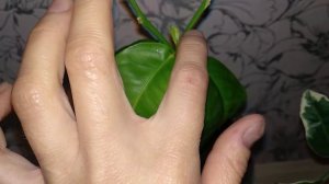 Лимон Мелароза, экземпляр моей коллекции