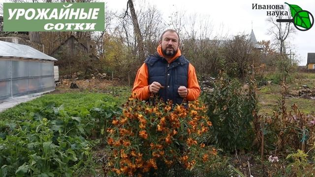 БЕЗ ВРЕДА ЗДОРОВЬЮ, ОГОРОДУ и КОШЕЛЬКУ! Можно ли вносить НАВОЗ осенью? смотреть онлайн