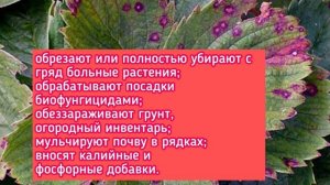 У КЛУБНИКИ БОЛЬНЫЕ ЛИСТЬЯ! ПЯТНА НА ЛИСТЬЯХ КЛУБНИКИ!