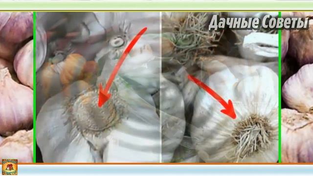 Можно ли использовать МАГАЗИННЫЙ ЧЕСНОК для посадки МОЙ ОПЫТ посадки чеснока ДАЧНЫЕ СОВЕТЫ смотреть онлайн