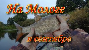 На Мологе в сентябре (Щука, окунь, язь)