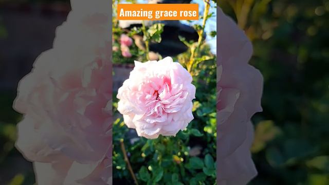 amazing grace rose