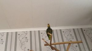 Как кричит амазон