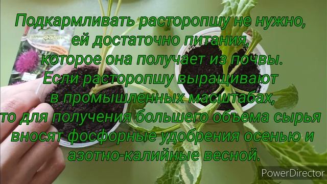 Расторопша. Посев и уход.