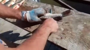 потрошим щуку