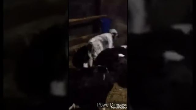 ЗЦМ биолактис Премиум - доступный заменитель высокого качества