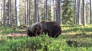 Битва медведей. Какие же они здоровые    капец